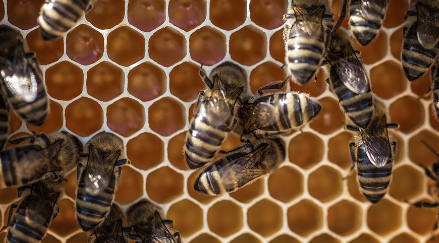 beneficios de la miel en la salud