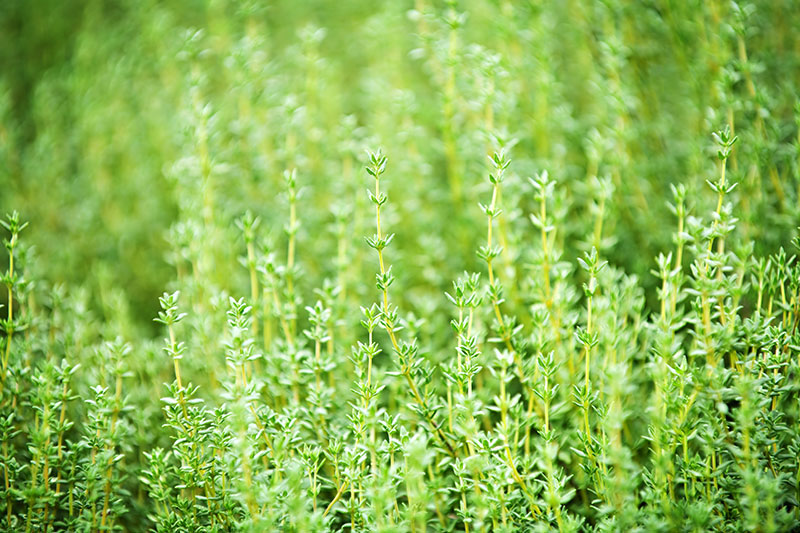herbero serra mariola hierbas licor